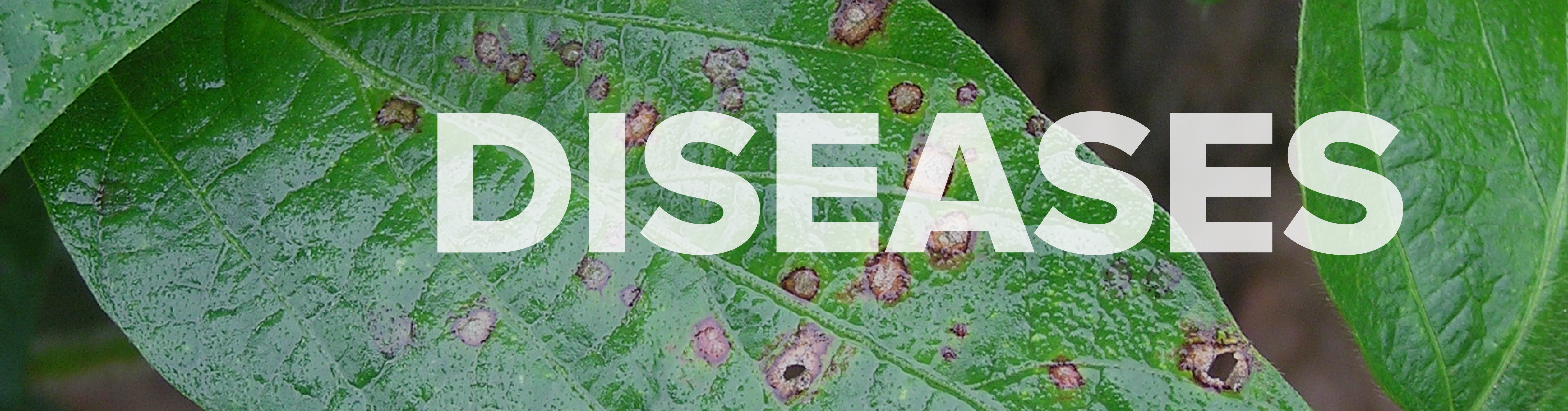 disease banner.png thumbnail